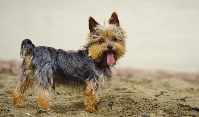 yorkie