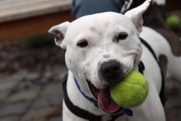 20 Things Only Pit Bull Owners Can Understand