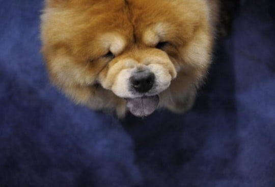 chow chow 