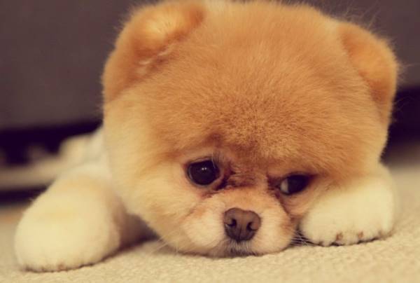 The 50 Cutest Puppy Pictures of All-Time