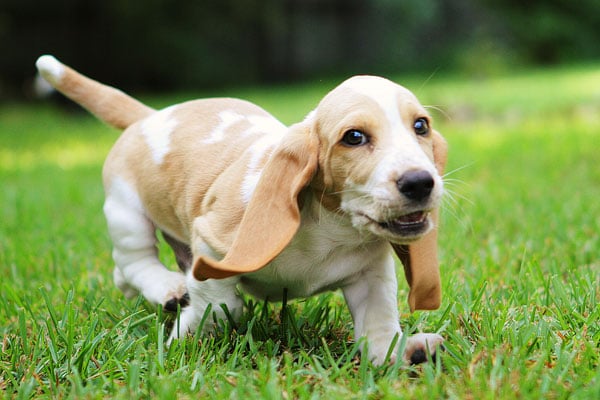 basset hound