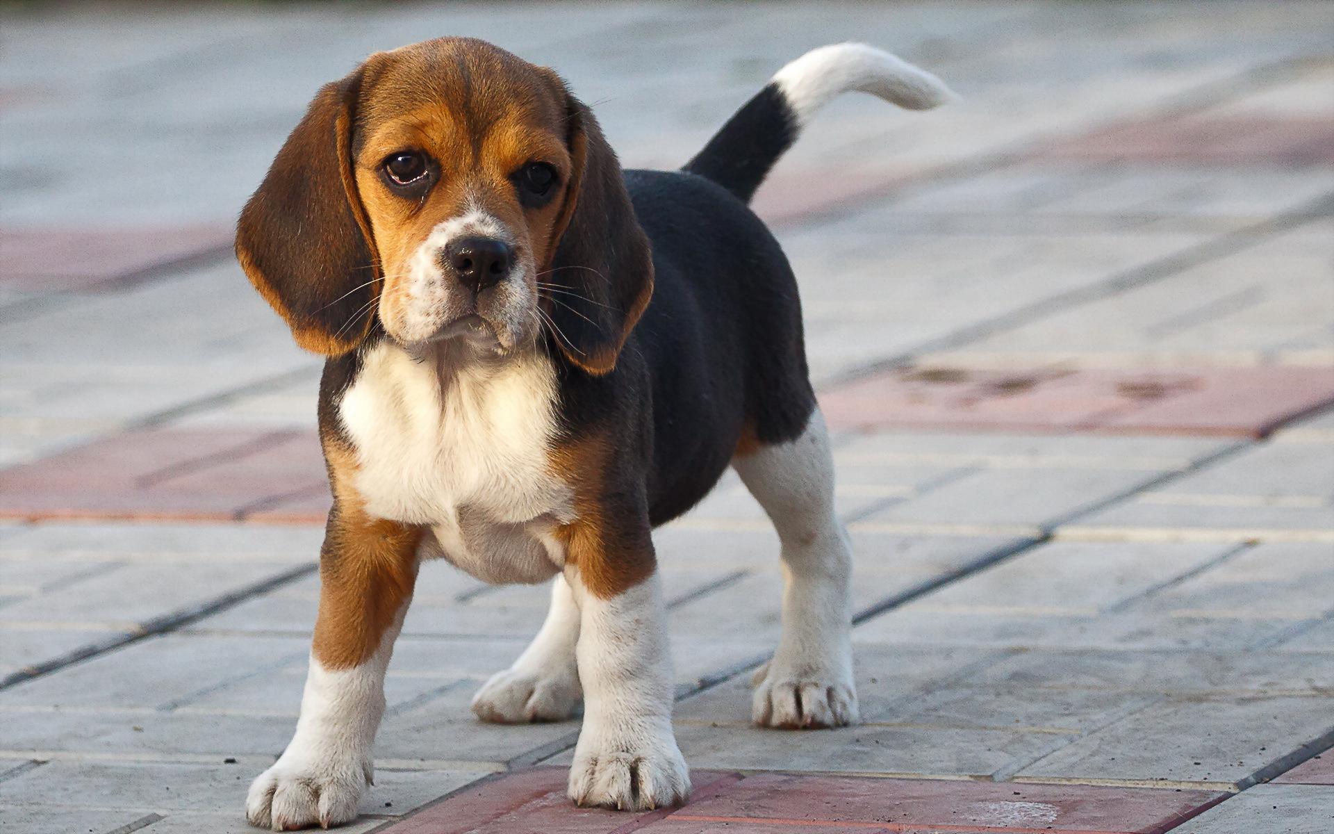 beagle