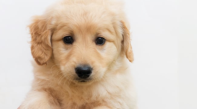 golden retriever