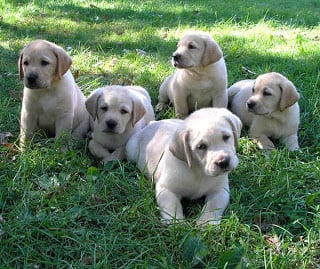 lab puppies