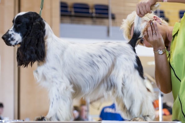 cocker spaniel 