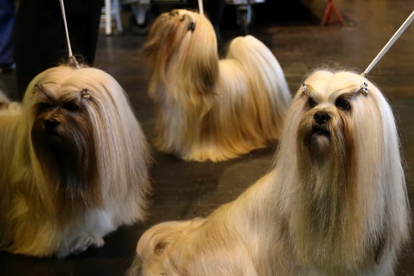 lhasa apso 