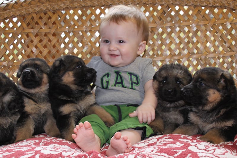 cute gsd puppies