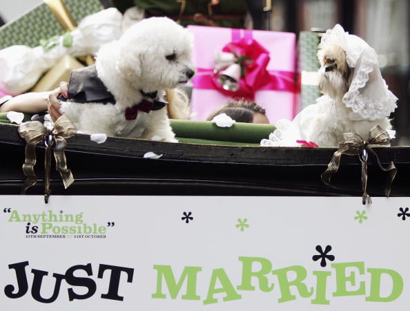 10 Great Clips of Dogs Starring in Wedding Videos!