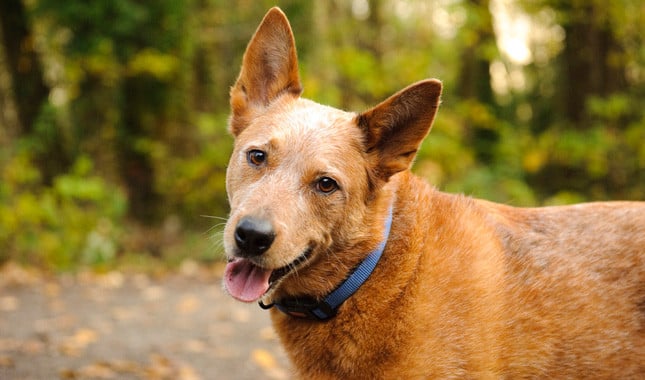 australian cattle dog