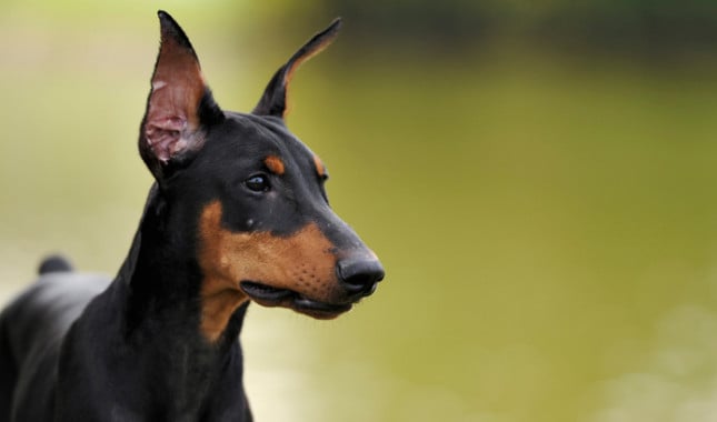 doberman