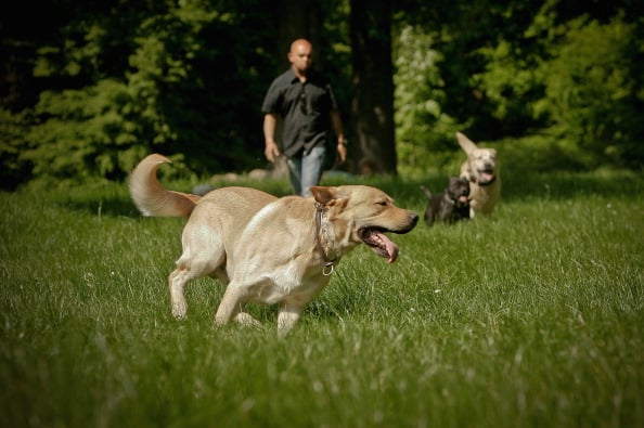dog