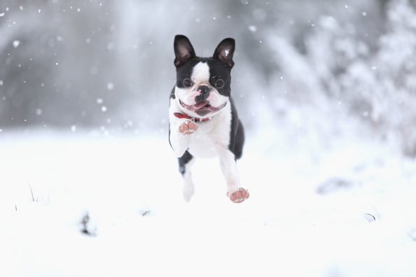dog