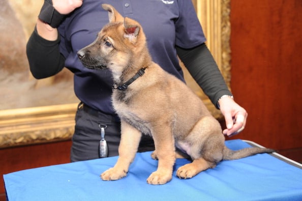 Seven Things You Didn’t Know about the Miniature German Shepherd