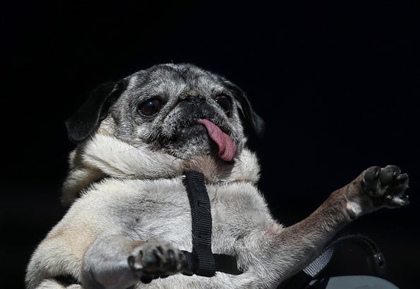 dog