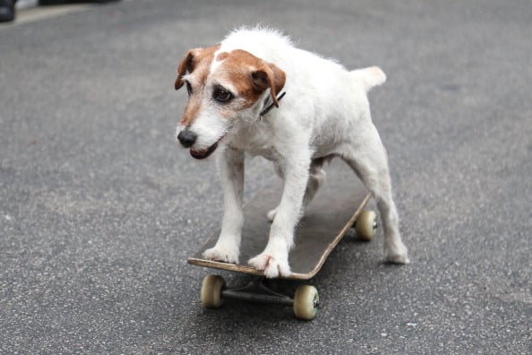 dog