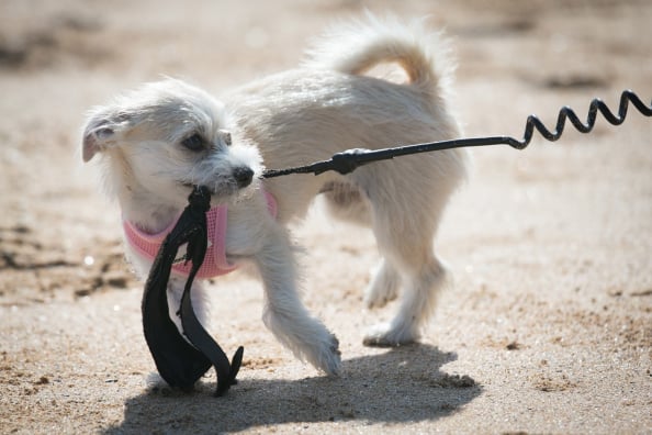 dog