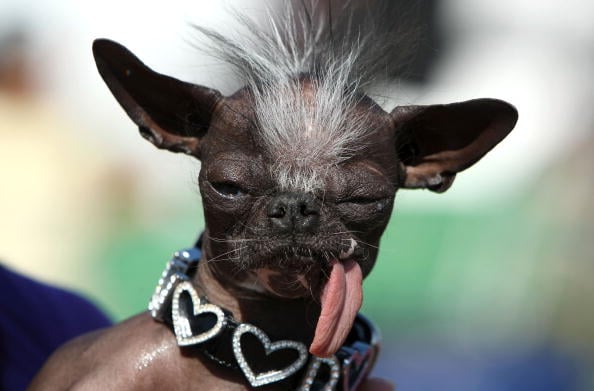 dog