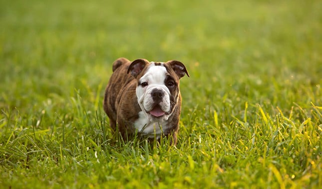 english bulldog