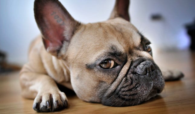 french bulldog