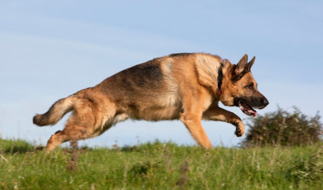 German Shepherd Dog Breed Information and Photos