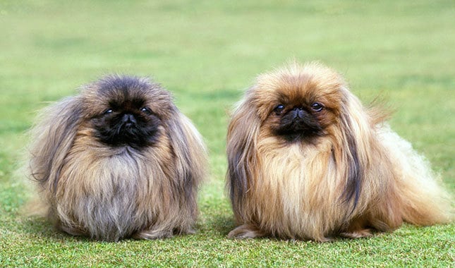 pekingese