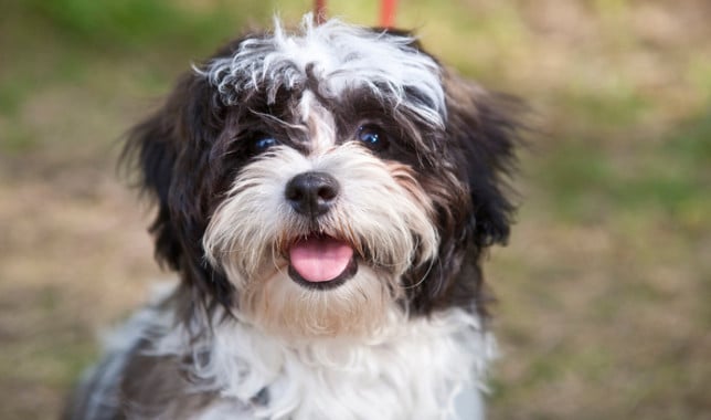 shih tzu