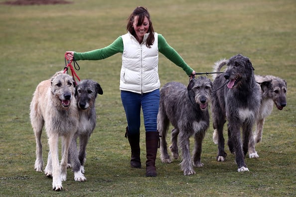 10 Things You Never Knew about the Irish Wolfhound