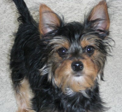 chihuahua chorkie yorkie terrier chorkies breeds yorkshire puppytoob teacup dogbreedinfo yorkies chihuahuas