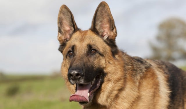 German Shepherd Dog Breed Information and Photos