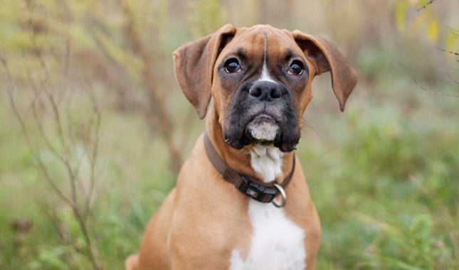 20 Cool Facts about the Boxer Dog