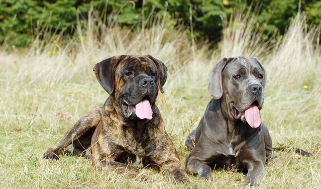 are cane corsos part of the working dog group