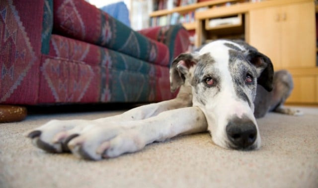 20 Things That Only Great Dane Owners Understand 3030