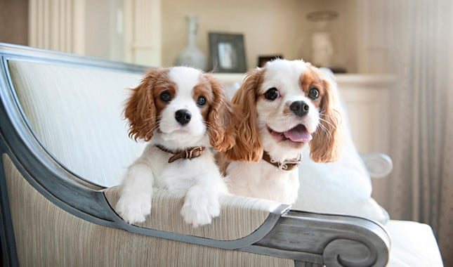 10 Things That You Didn’t Know About The Cavalier King Charles Spaniel