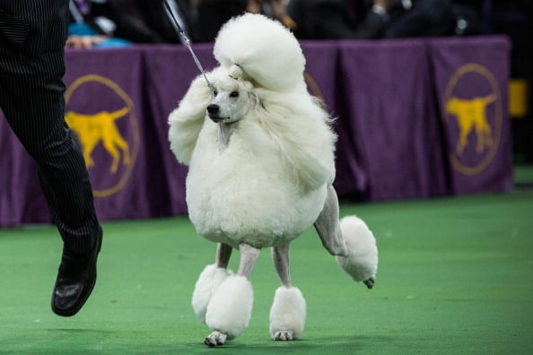 The standard poodle is a popular breed