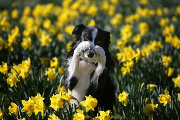 Dog and flowers