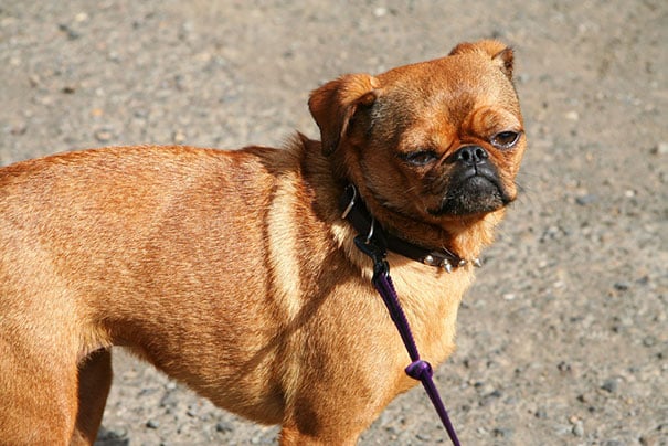 The Weirdest Hybrid Dog Breeds That Actually Exist