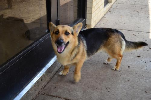 Berger Corgi