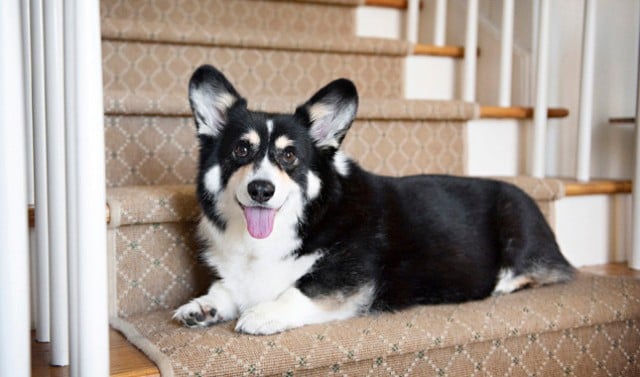 Pembroke Welsh Corgi