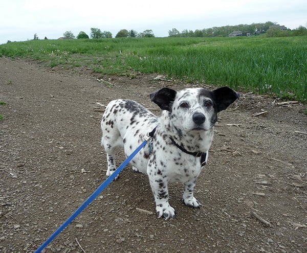 corgi dalmation puppy