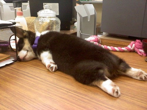 dog sleeping on a desk