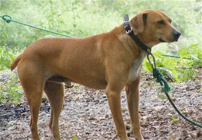 at what age is a mountain cur full grown