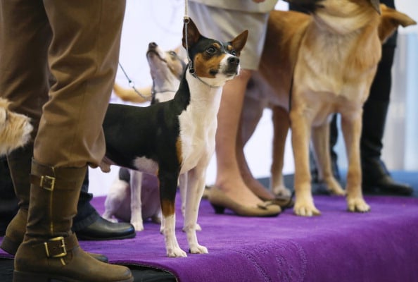 rat terrier