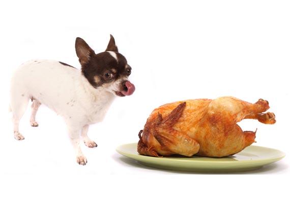 Tips for Feeding Your Dog Thanksgiving Leftovers