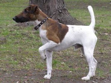 fox terrier