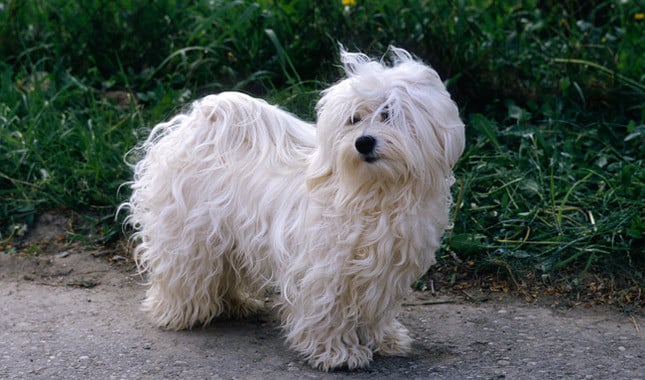 are havanese easy to take care of