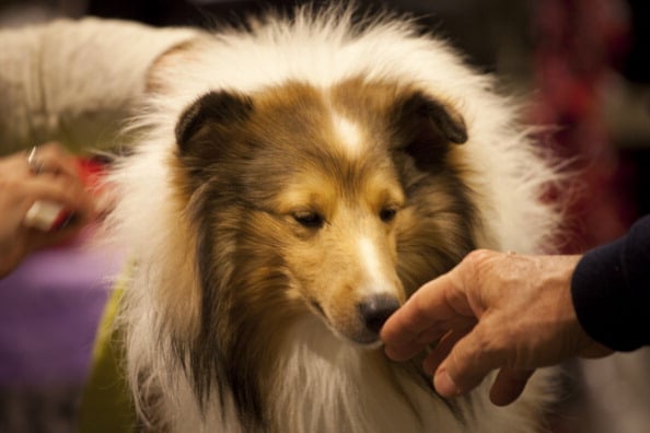 shetland sheepdog