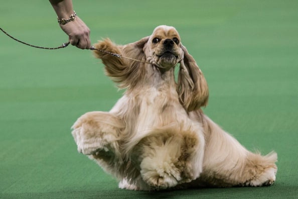 american cocker spaniel