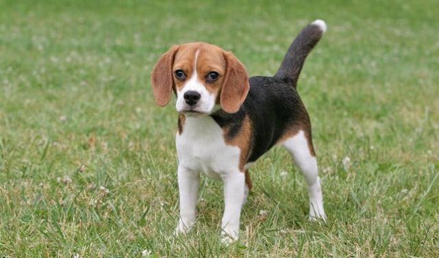 are pocket beagles good with kids