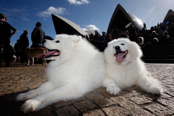 samoyed 