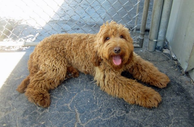 Labradoodle 3